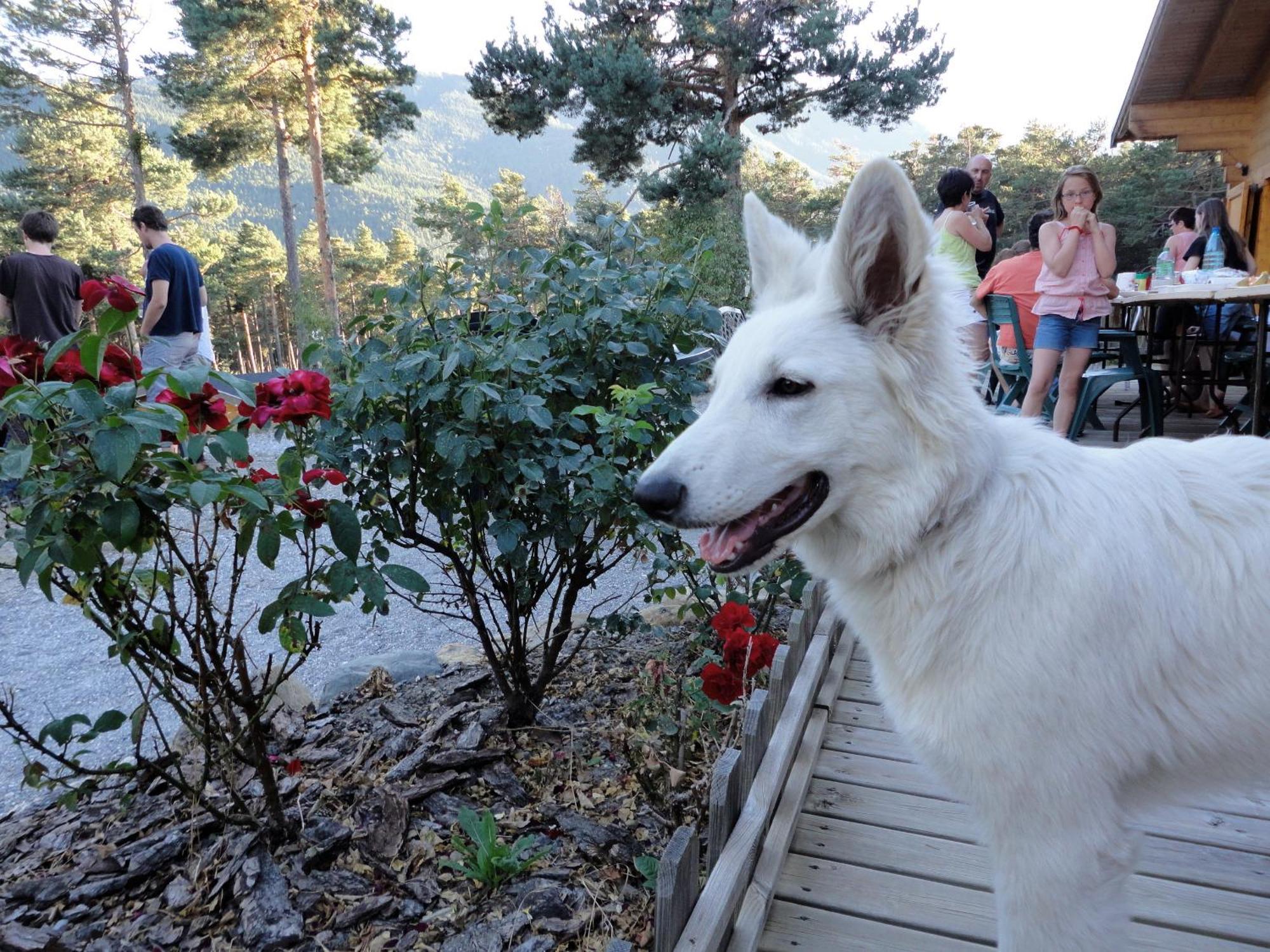 Parc Résidentiel De Loisir : Le Loup Blanc Du Riou Village de vacances