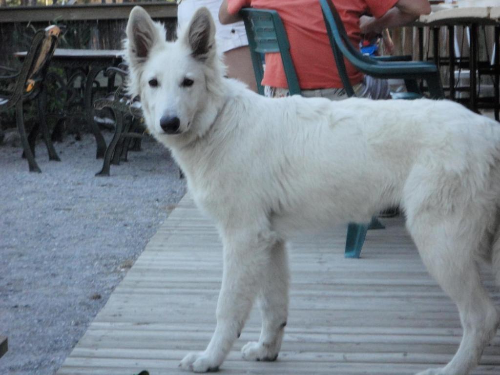 Village de vacances Parc Résidentiel De Loisir : Le Loup Blanc Du Riou